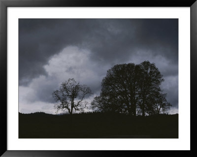 Trees Stand In Silhouette On A Dark Cloudy Day by Bates Littlehales Pricing Limited Edition Print image