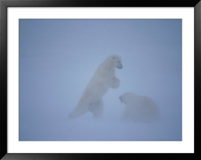 Two Polar Bears Spar In A Snowstorm by Paul Nicklen Pricing Limited Edition Print image