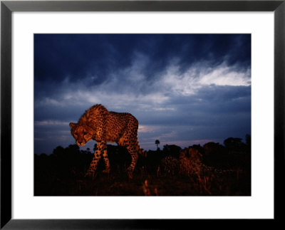 A Lone African Cheetah Prowls Around Just Before Nightfall by Chris Johns Pricing Limited Edition Print image