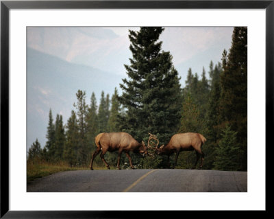 Two Sparring Bull Elk Halt Traffic On A Park Road by Raymond Gehman Pricing Limited Edition Print image