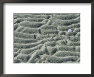 Ripple-Patterned Tidal Flat With Clam Shell At Low Tide by Darlyne A. Murawski Pricing Limited Edition Print image