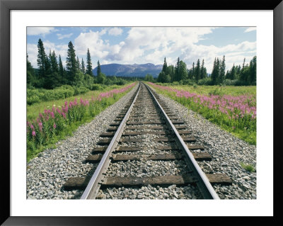 Alaska Railroad Tracks Lined On Either Side By Pink Fireweed by Rich Reid Pricing Limited Edition Print image