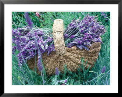 Picked Lavender In Basket, Lying On Lavender Plant by Linda Burgess Pricing Limited Edition Print image