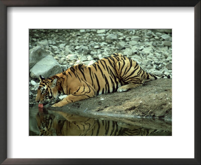 Bengal Tiger, Female Drinking, India by Mike Powles Pricing Limited Edition Print image