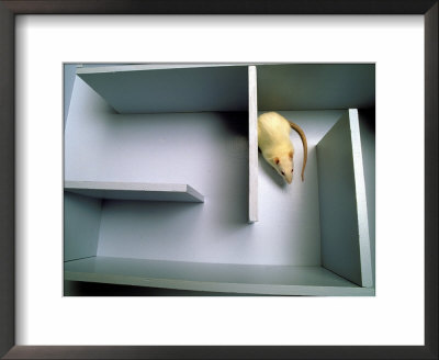 Rat In Maze by David M. Dennis Pricing Limited Edition Print image