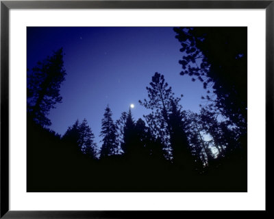 Moon With Trees, Sierra Nevada, Usa by Olaf Broders Pricing Limited Edition Print image