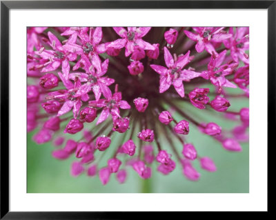 Allium Hollandicum Purple Sensation by Lynn Keddie Pricing Limited Edition Print image
