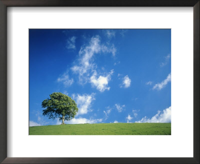 Tree, Devon, England by Peter Adams Pricing Limited Edition Print image