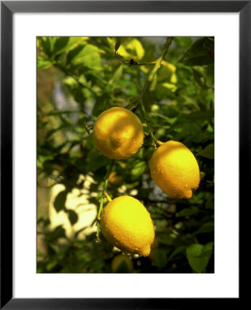 Lemon Tree, Phoenix, Arizona by James Lemass Pricing Limited Edition Print image