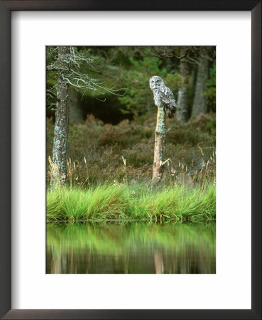 Great Grey Owl On Post On Forest Edge by Mark Hamblin Pricing Limited Edition Print image