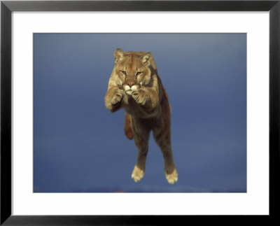 Mountain Lion, Leaping, Usa by Alan And Sandy Carey Pricing Limited Edition Print image