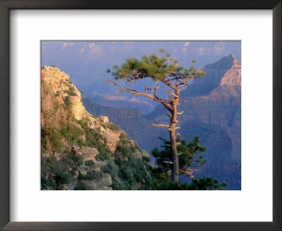 Pine Tree, Grand Canyon National Park, Arizona, Usa by Olaf Broders Pricing Limited Edition Print image