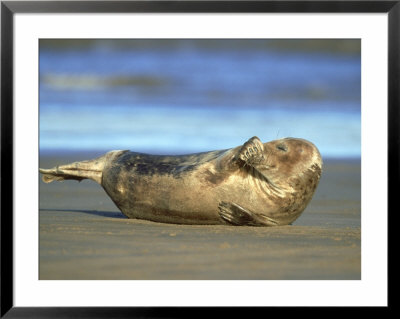 Grey Seal, Halichoerus Grypus Well-Grown Pup Scratching Nose, Uk by Mark Hamblin Pricing Limited Edition Print image