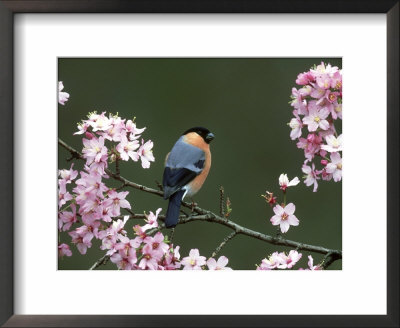 Bullfinch, Pyrrhula Pyrrhula, Male, Feeding On Cherry Blossom, Uk by Mark Hamblin Pricing Limited Edition Print image