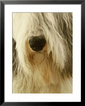 Old English Sheepdog, Tartumaa, Estonia by Niall Benvie Pricing Limited Edition Print image