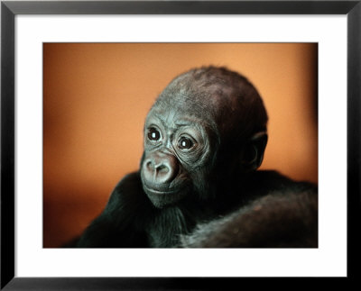 Infant Gorilla In A Zoo by Michael Nichols Pricing Limited Edition Print image