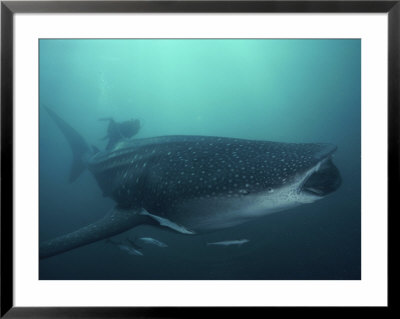 Whale Shark, 35 Feet Long, Surrounded By Pilot Fish, Cruises For Krill With Open Mouth, Australia by David Doubilet Pricing Limited Edition Print image