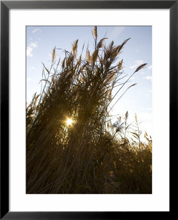 Wetland Tall Grasses Filter Evening Light On The Chesapeake Bay by Stephen St. John Pricing Limited Edition Print image