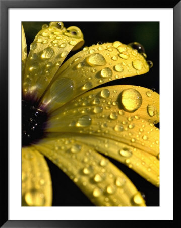 Close View Of Water Drops On An Osteospermum Hybrid, Groton, Connecticut by Todd Gipstein Pricing Limited Edition Print image