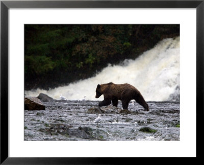 Coastal Brown Bear Fishing For Salmon Below Waterfall by Ralph Lee Hopkins Pricing Limited Edition Print image