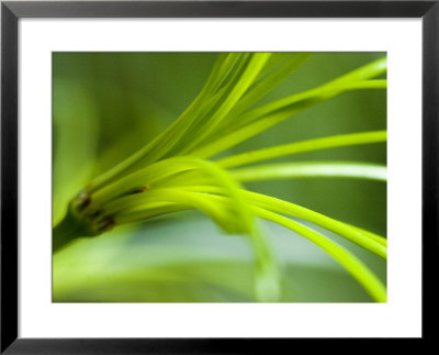 Close View Of Green Flower, Groton, Connecticut by Todd Gipstein Pricing Limited Edition Print image
