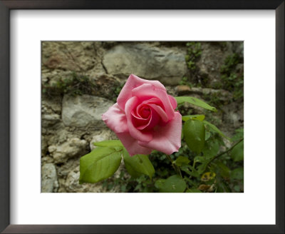 Close-Up View Of A Pink Rose Blossom Against An Ancient Stone Wall, Asolo, Italy by Todd Gipstein Pricing Limited Edition Print image