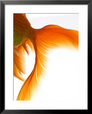 Close-Up Of Goldfish Tail by Mark Mawson Pricing Limited Edition Print image