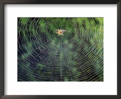 Spider In The Centre Of Its Web by Jean Brooks Pricing Limited Edition Print image