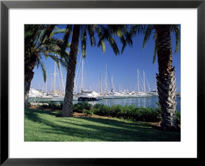 Palm Trees And Harbour, Puerto Portals, Mallorca (Majorca), Balearic Islands, Spain, Mediterranean by Ruth Tomlinson Pricing Limited Edition Print image