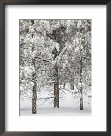 Snow-Covered Pine Trees, Bryce Canyon National Park, Utah, United States Of America, North America by James Hager Pricing Limited Edition Print image