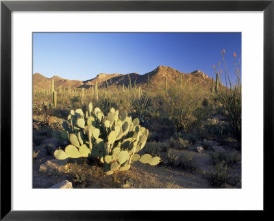 Prickly Pear Cactus At Sunset, Saguaro National Park, Tucson, Arizona, Usa by Ruth Tomlinson Pricing Limited Edition Print image