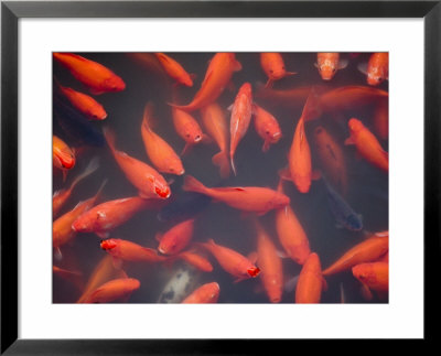 Goldfish In Pond, Beihai Park, Beijing, China, Asia by Jochen Schlenker Pricing Limited Edition Print image