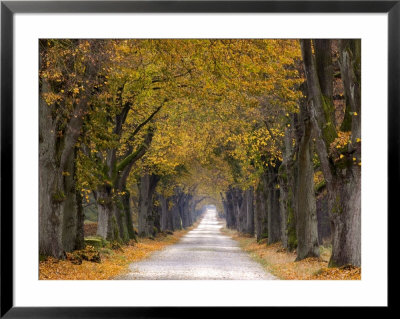 Tree Avenue, Old Tree Avenue, Bielefeld, Nordrhein Westfalen, Germany by Thorsten Milse Pricing Limited Edition Print image
