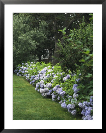 Hydrangeas In Bloom Along A Landscaped Yard by Darlyne A. Murawski Pricing Limited Edition Print image