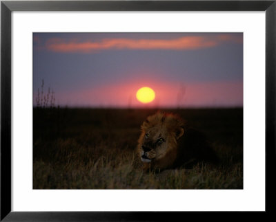 A Male Lion Pictured At Sunset by Beverly Joubert Pricing Limited Edition Print image