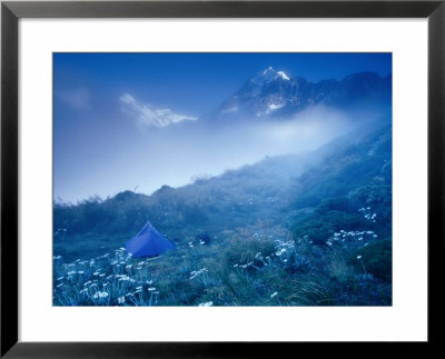 Tent Amongst Mountain Daisies, Mt. Cook National Park, Canterbury, New Zealand by Gareth Mccormack Pricing Limited Edition Print image