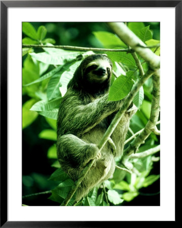 3-Toed Sloth, Female, Panama by Michael Fogden Pricing Limited Edition Print image