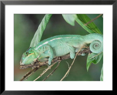 Panther Chameleon On A Branch by James Gritz Pricing Limited Edition Print image