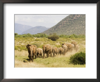 Line Of African Elephants (Loxodonta Africana), Samburu National Reserve, Kenya, East Africa by James Hager Pricing Limited Edition Print image