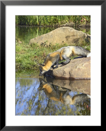 Cross Phase Red Fox Drinking At Waters Edge With Reflection, Minnesota, Usa by James Hager Pricing Limited Edition Print image