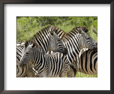 Common Zebra Or Burchell's Zebra, Hluhluwe & Imfolozi Game Reserves, Kwazulu-Natal, South Africa by James Hager Pricing Limited Edition Print image