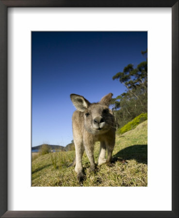 Eastern Grey Kangaroo, (Macropus Giganteus), Pebbly Beach, New South Wales, Australia by Thorsten Milse Pricing Limited Edition Print image