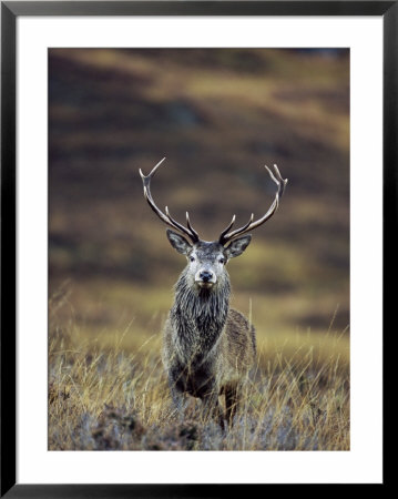 Red Deer Stag In Autumn, Glen Strathfarrar, Inverness-Shire, Highland Region, Scotland by Ann & Steve Toon Pricing Limited Edition Print image