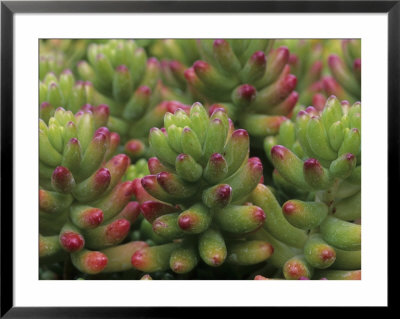 Sedum Plant, Arizona-Sonora Desert Museum, Tucson, Arizona, Usa by John & Lisa Merrill Pricing Limited Edition Print image