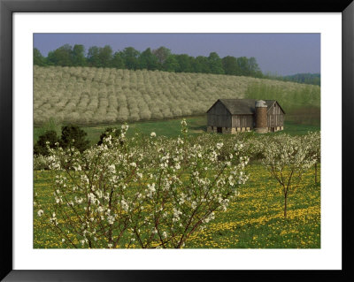 Old Barn Next To Blooming Cherry Orchard And Field Of Dandelions, Leelanau County, Michigan, Usa by Mark Carlson Pricing Limited Edition Print image