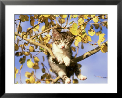 Tabby Kitten Playing In Tree, Autumn by Alan And Sandy Carey Pricing Limited Edition Print image