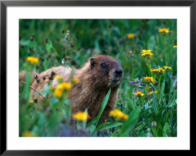 Marmot, Co by Sherwood Hoffman Pricing Limited Edition Print image