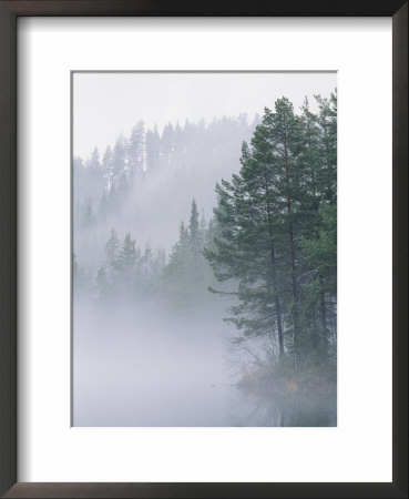 Mist Rises From An Evergreen Forest by Mattias Klum Pricing Limited Edition Print image
