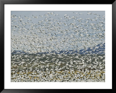 Large Flock Of Snow Geese Taking Flight by Marc Moritsch Pricing Limited Edition Print image