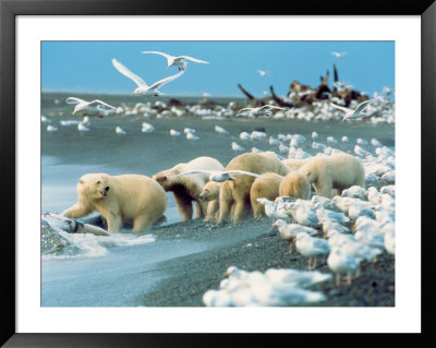 Alaskan Brown Bear Roars, Mcneil River State Game Preserve, Alaska, Usa by Howie Garber Pricing Limited Edition Print image